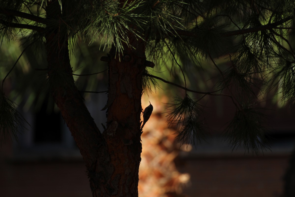 Gartenbaumläufer - ML644091741