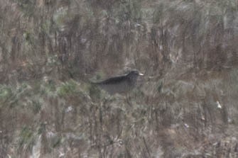 Mountain Plover - ML644091745