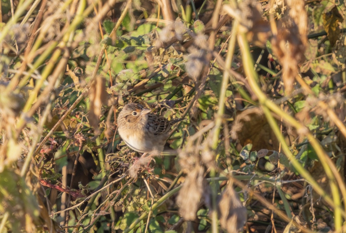 Grasshopper Sparrow - ML644091751