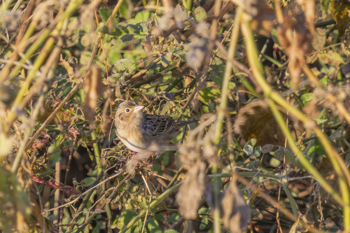 Grasshopper Sparrow - ML644091752