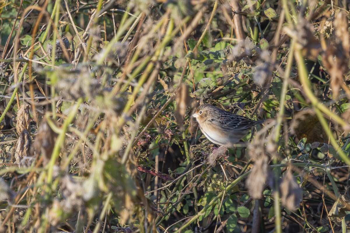 Grasshopper Sparrow - ML644091753