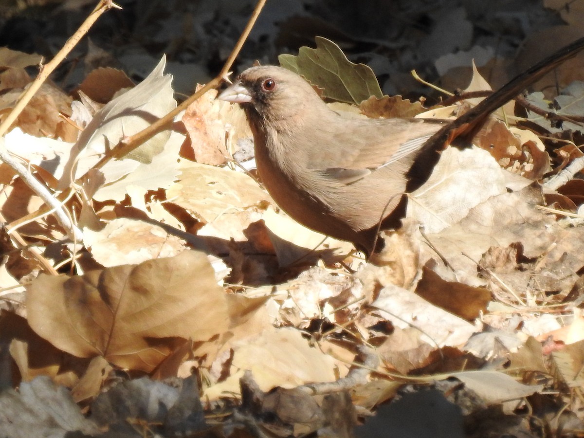 Abert's Towhee - ML644091793