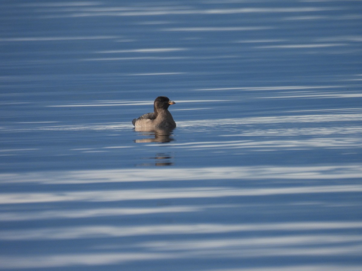 Macareux rhinocéros - ML644091795