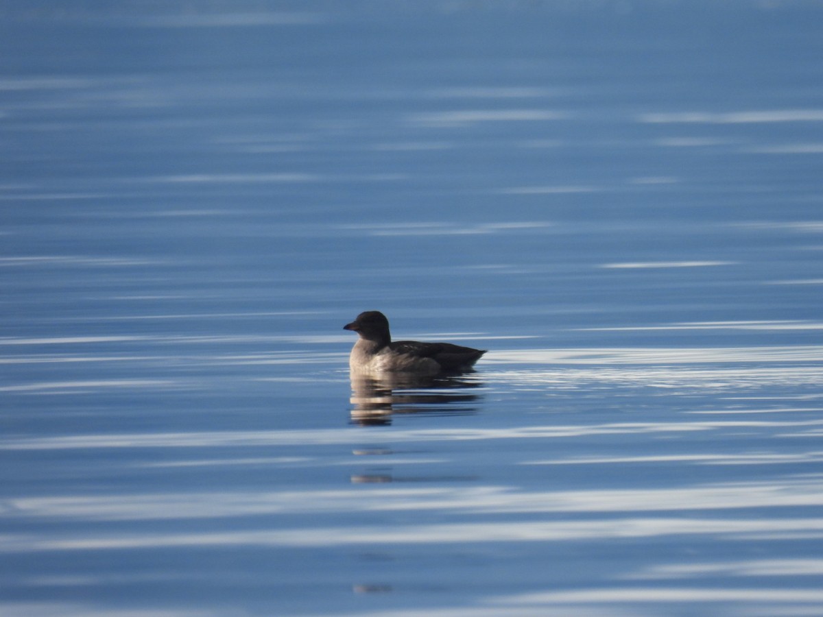 Macareux rhinocéros - ML644091796