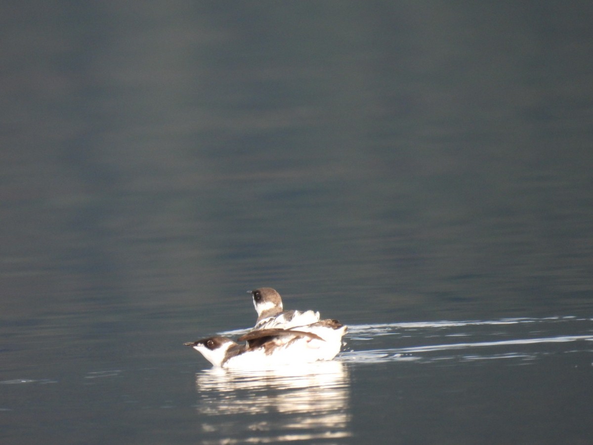 Marbled Murrelet - ML644091815
