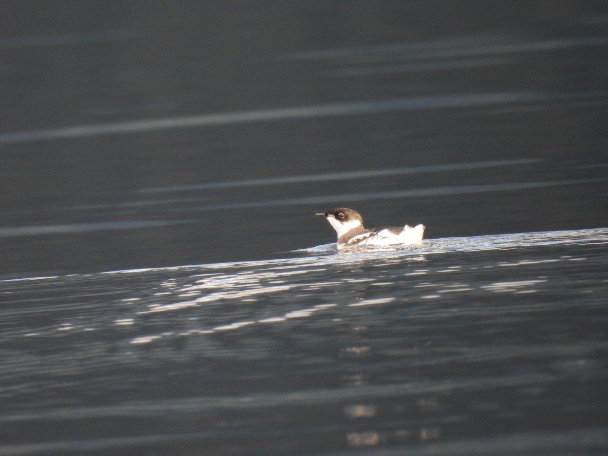 Marbled Murrelet - ML644091816