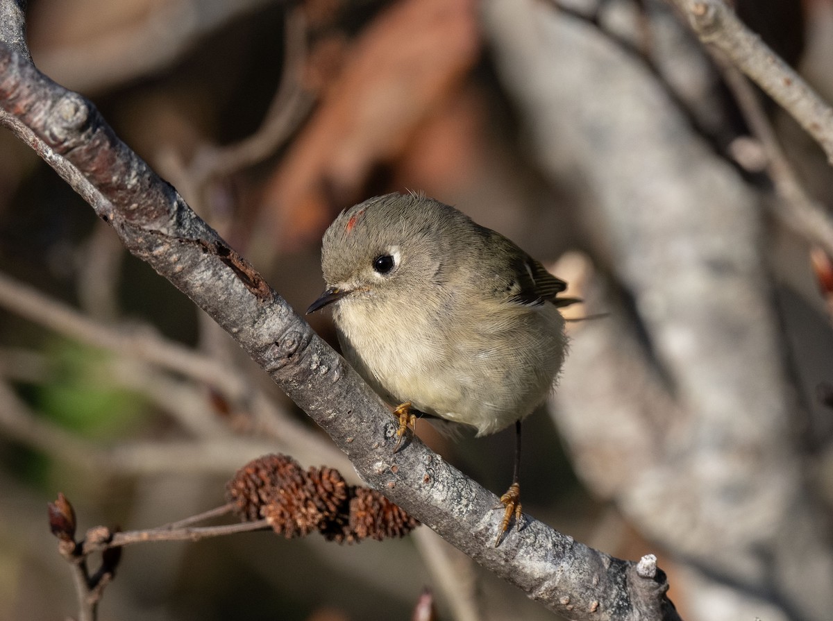 Ruby-crowned Kinglet - ML644091836