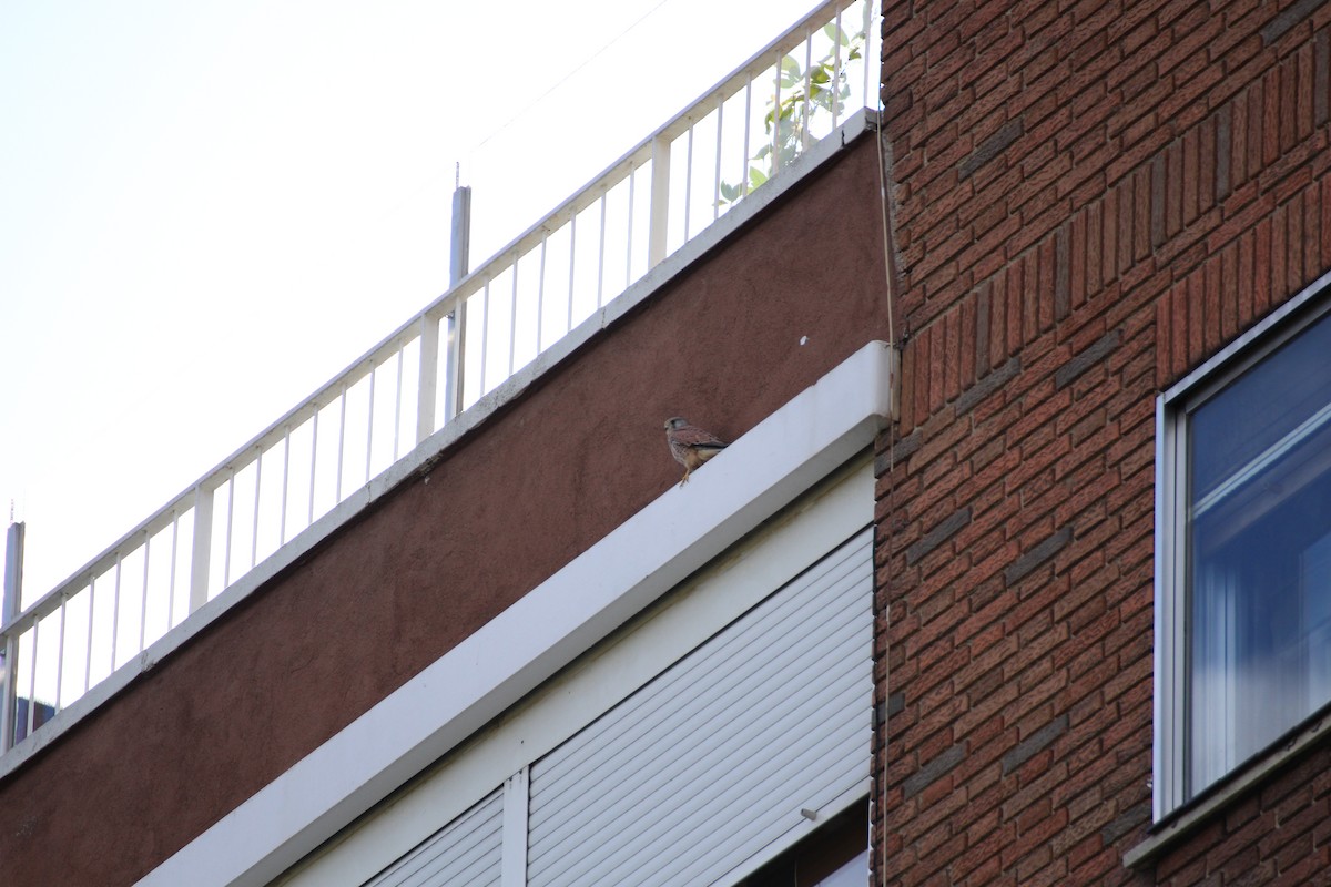 Turmfalke - ML644091837