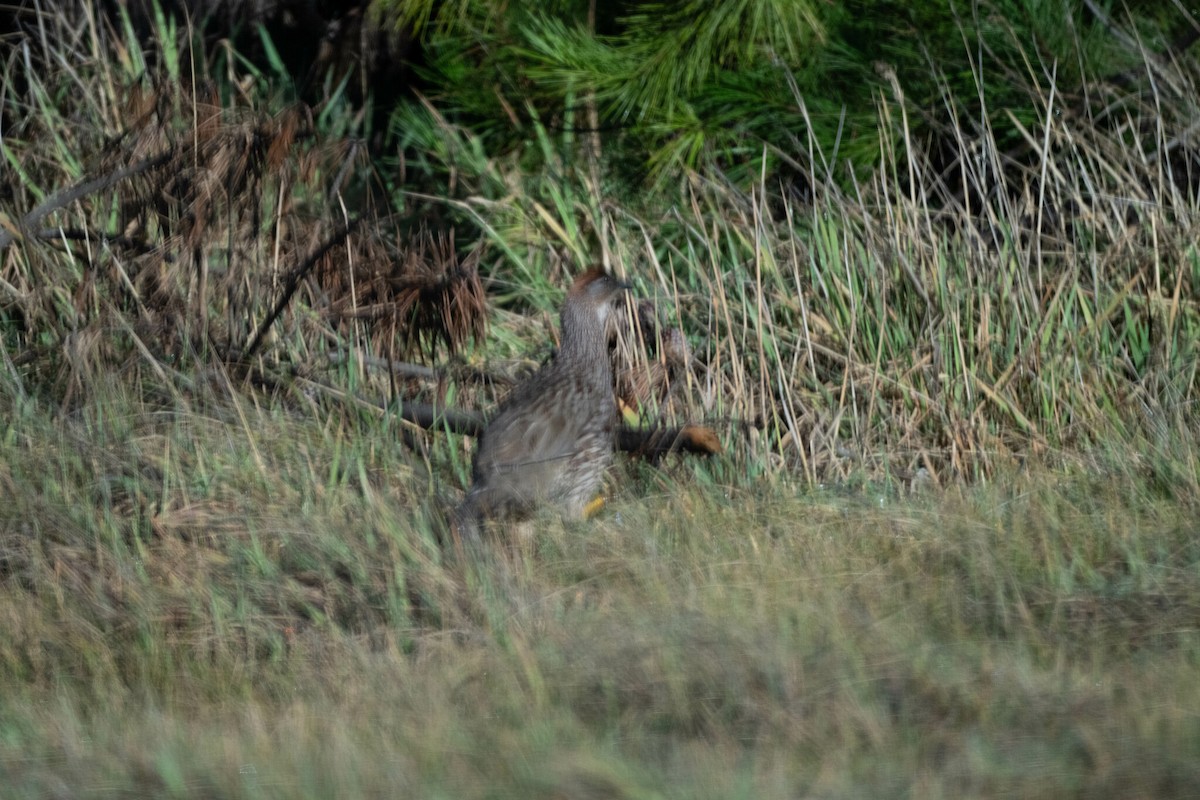 Francolin d'Erckel - ML644091849