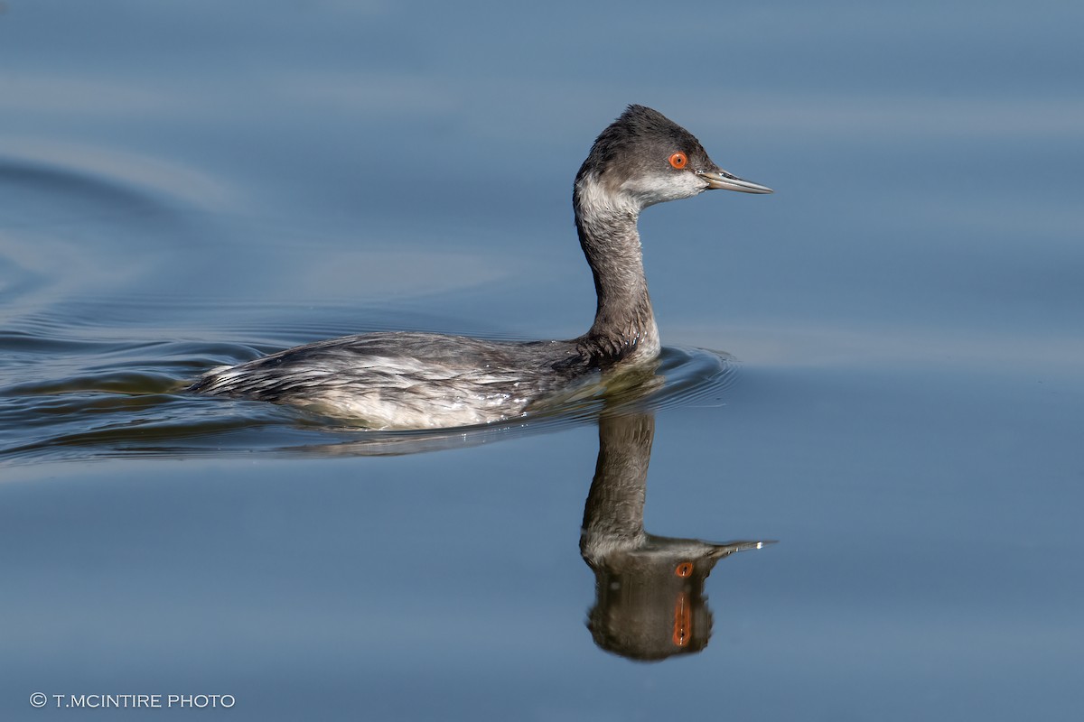 Eared Grebe - ML644091852