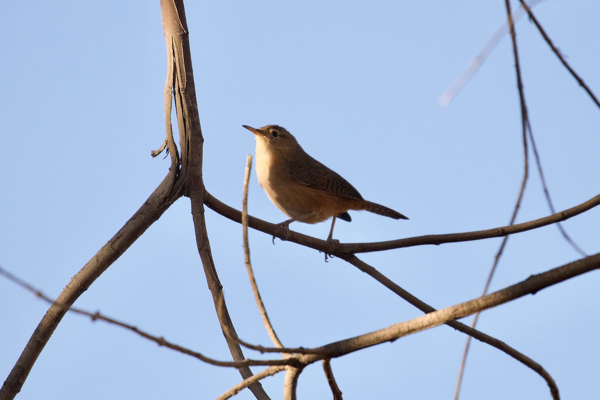 Southern House Wren - ML644091863