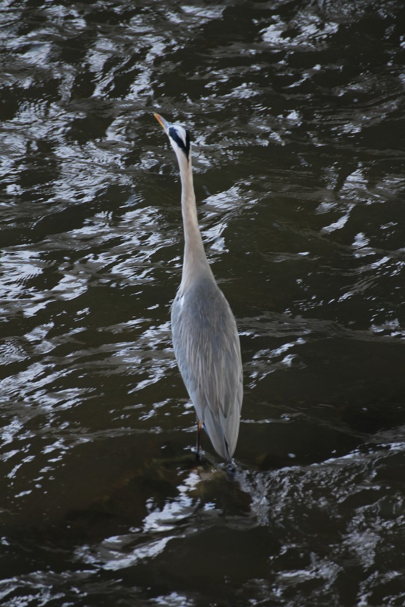 Graureiher - ML644091864