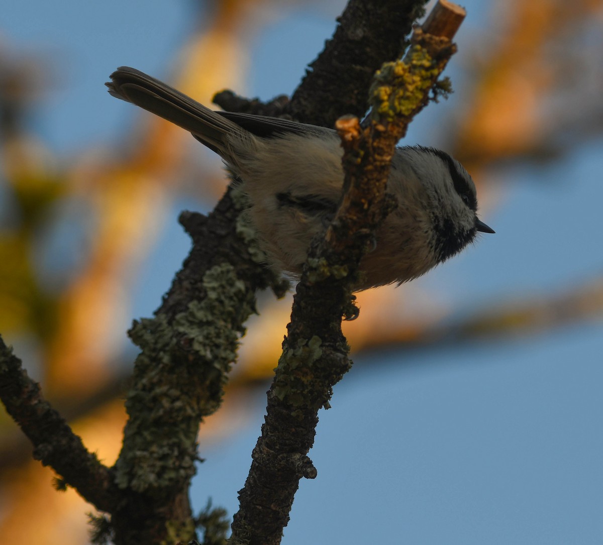 Mountain Chickadee - ML644091876