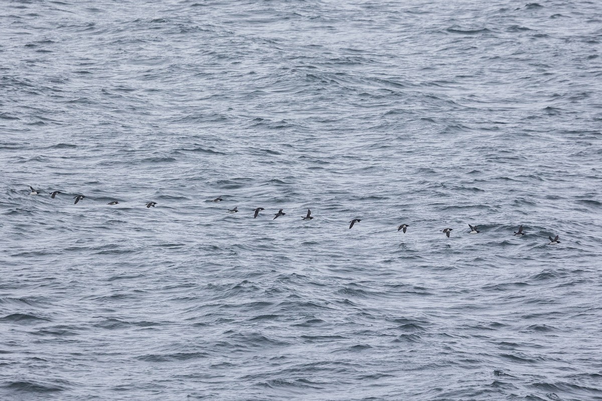 Толстоклювая кайра - ML644091881