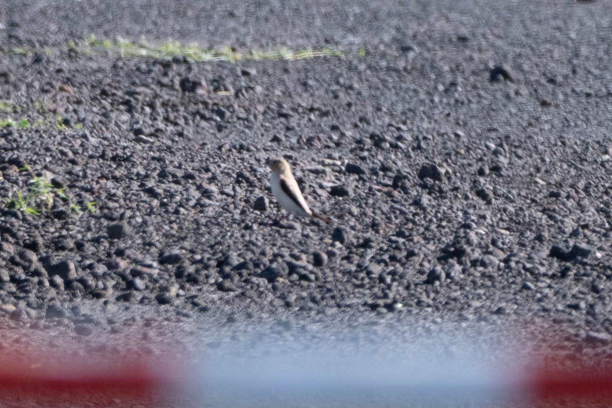 African Silverbill - ML644091887