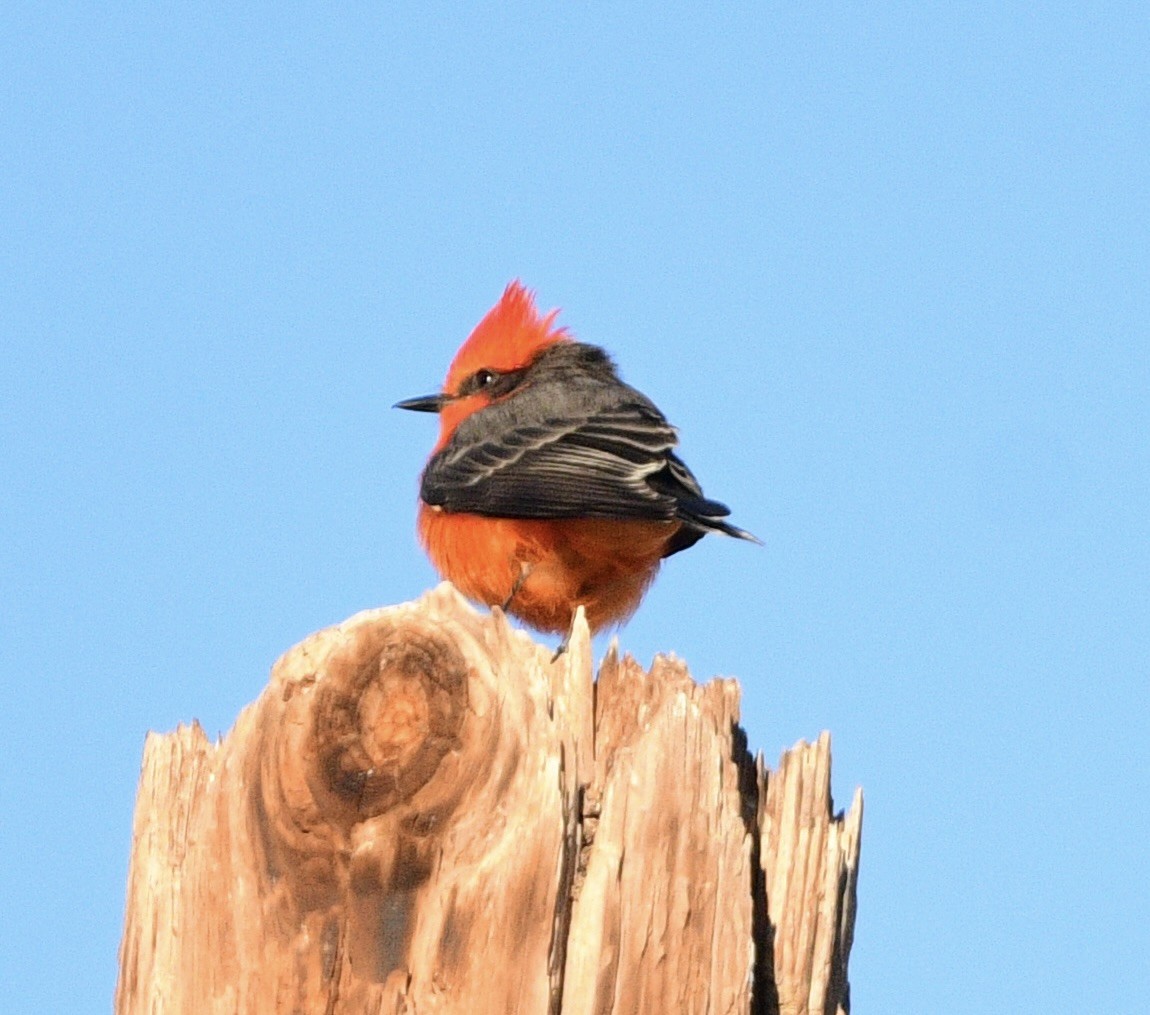 Vermilion Flycatcher - ML644091892