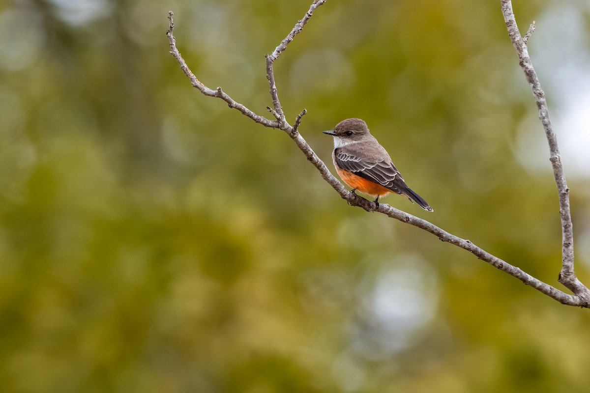 Vermilion Flycatcher - ML644091913