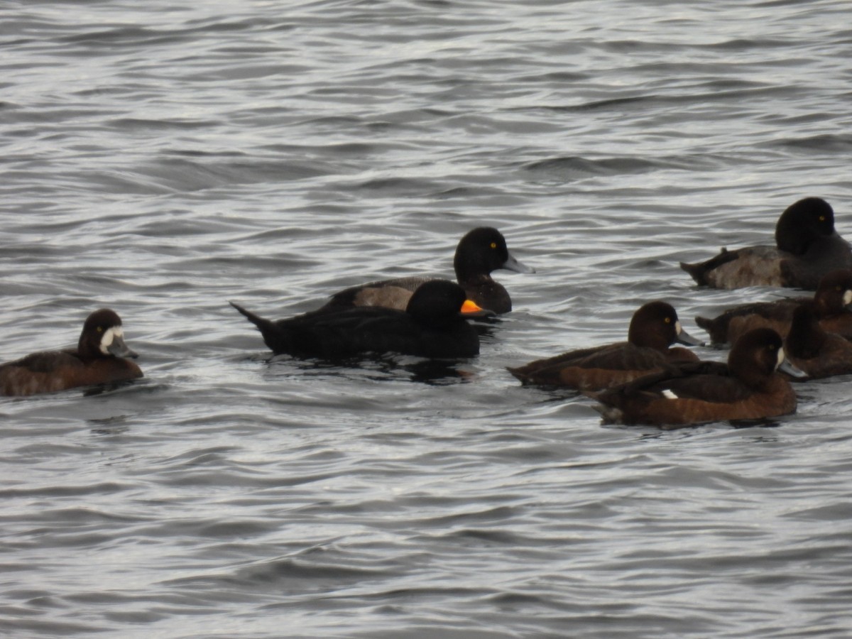 Black Scoter - ML644091921