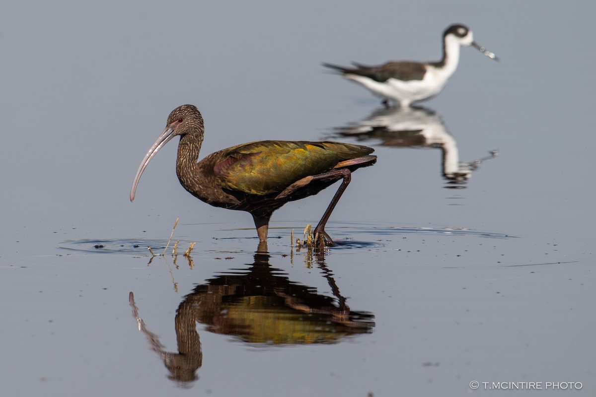 White-faced Ibis - ML644091926