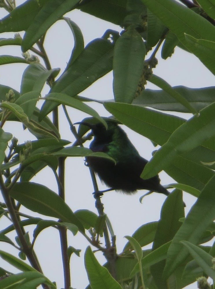 akasiesolfugl - ML644091934