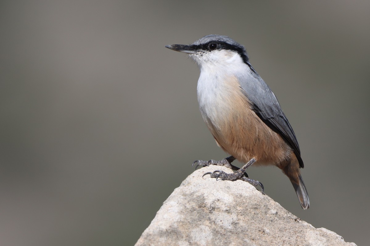 Sittelle de Neumayer - ML644091994