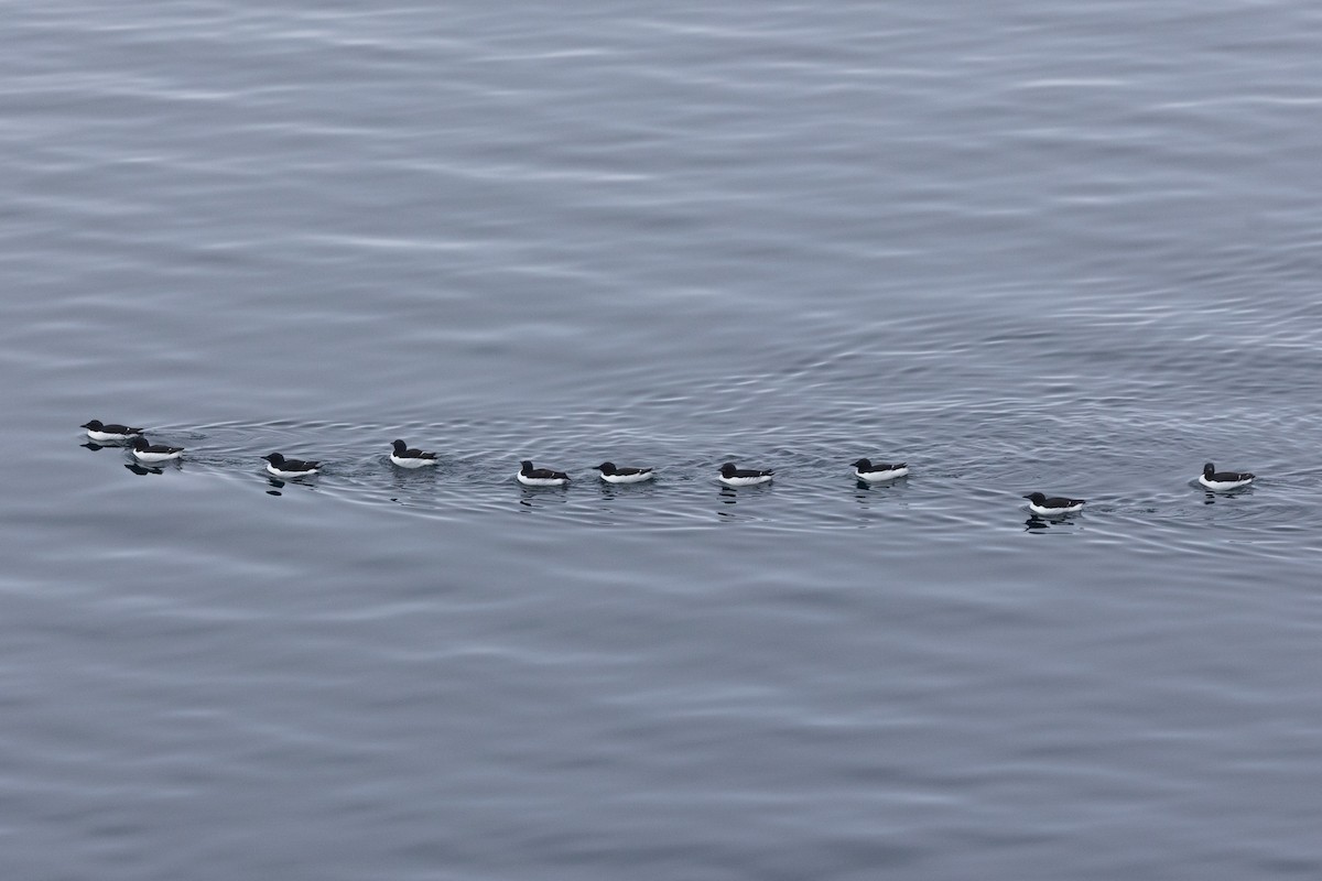 Толстоклювая кайра - ML644091998