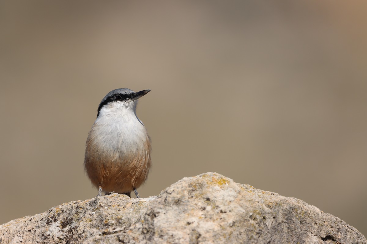 Sittelle de Neumayer - ML644092003