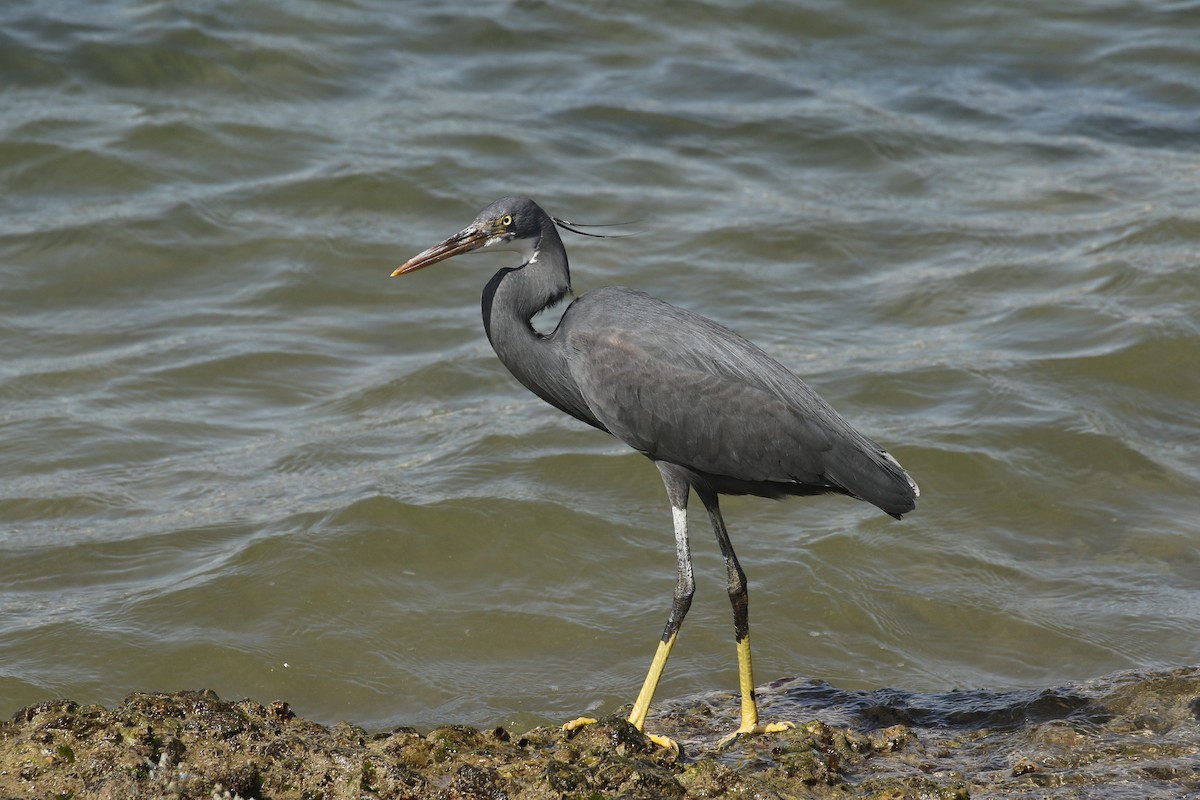 Western Reef-Heron - ML644092004
