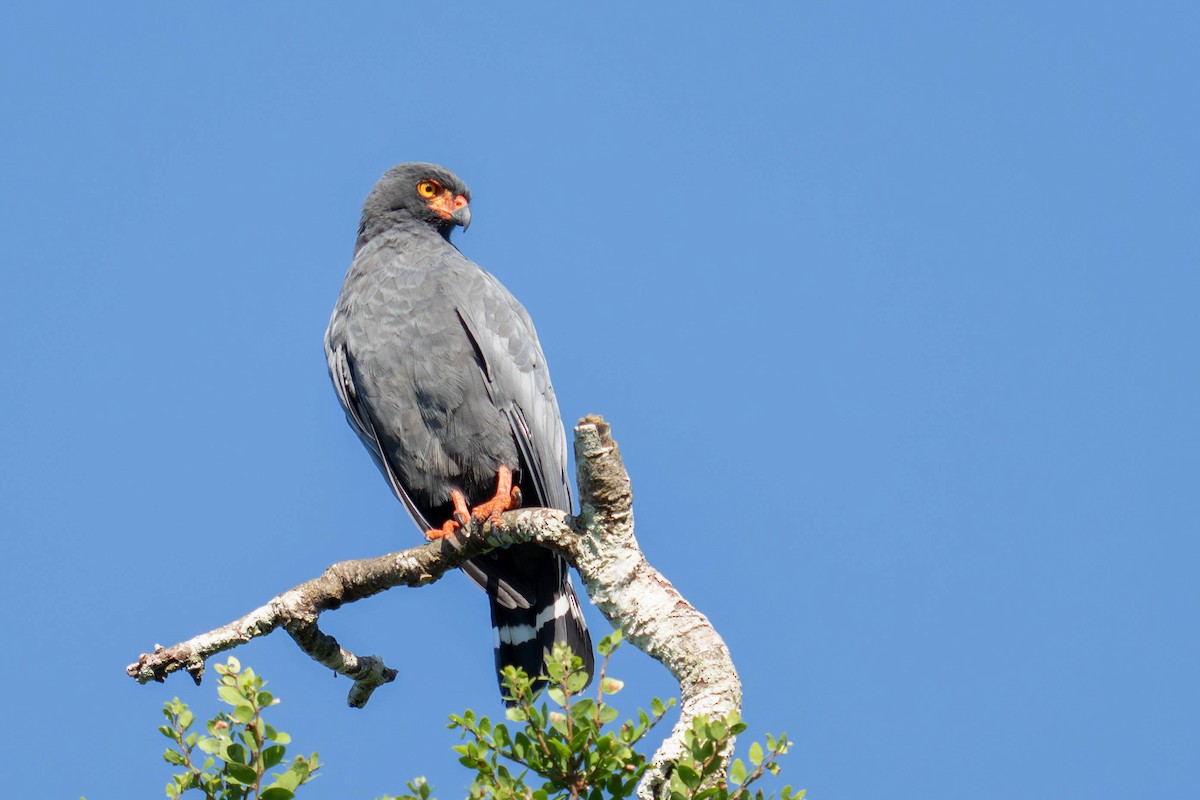 Buse ardoisée - ML644092010