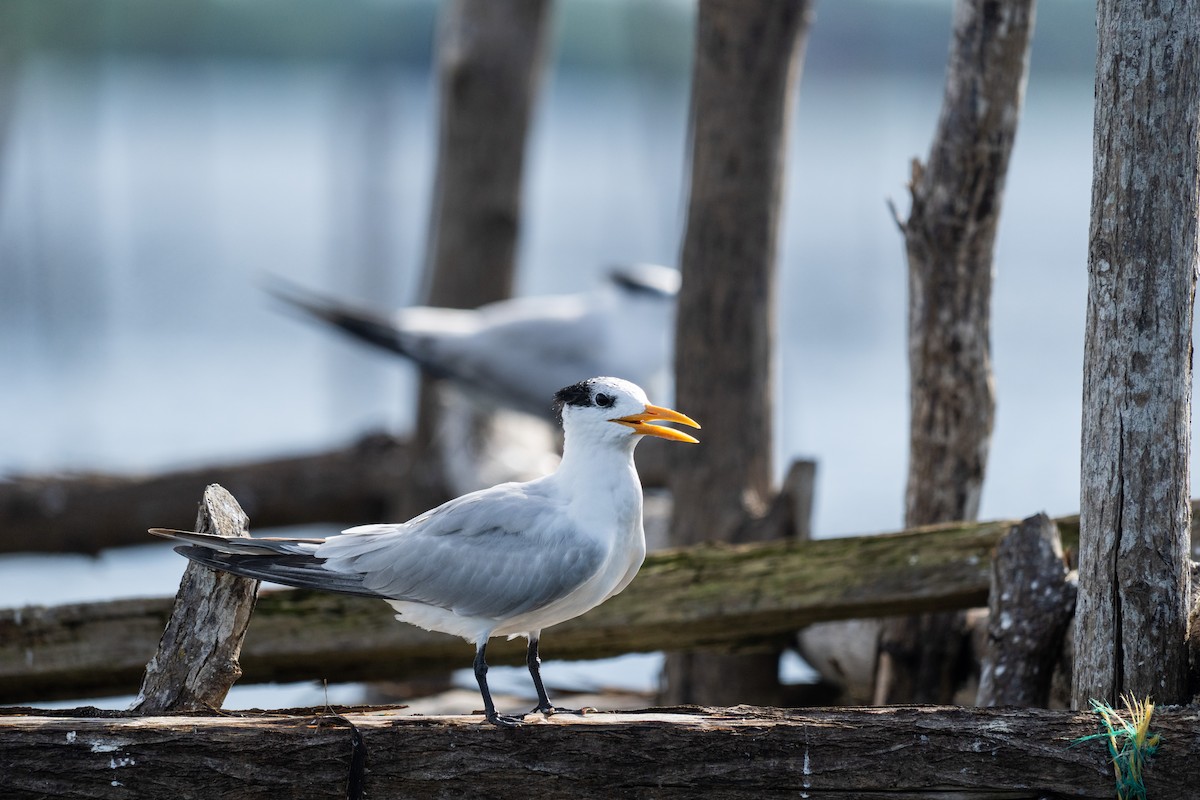 Royal Tern - ML644092014