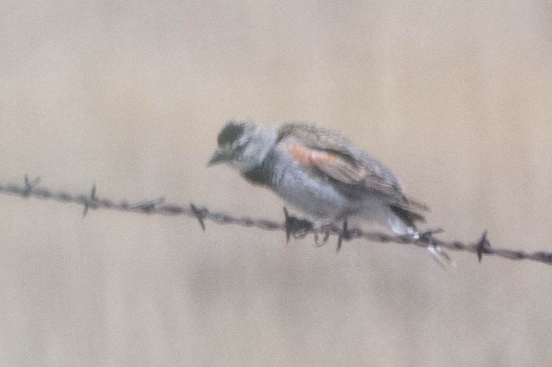 Thick-billed Longspur - ML644092016