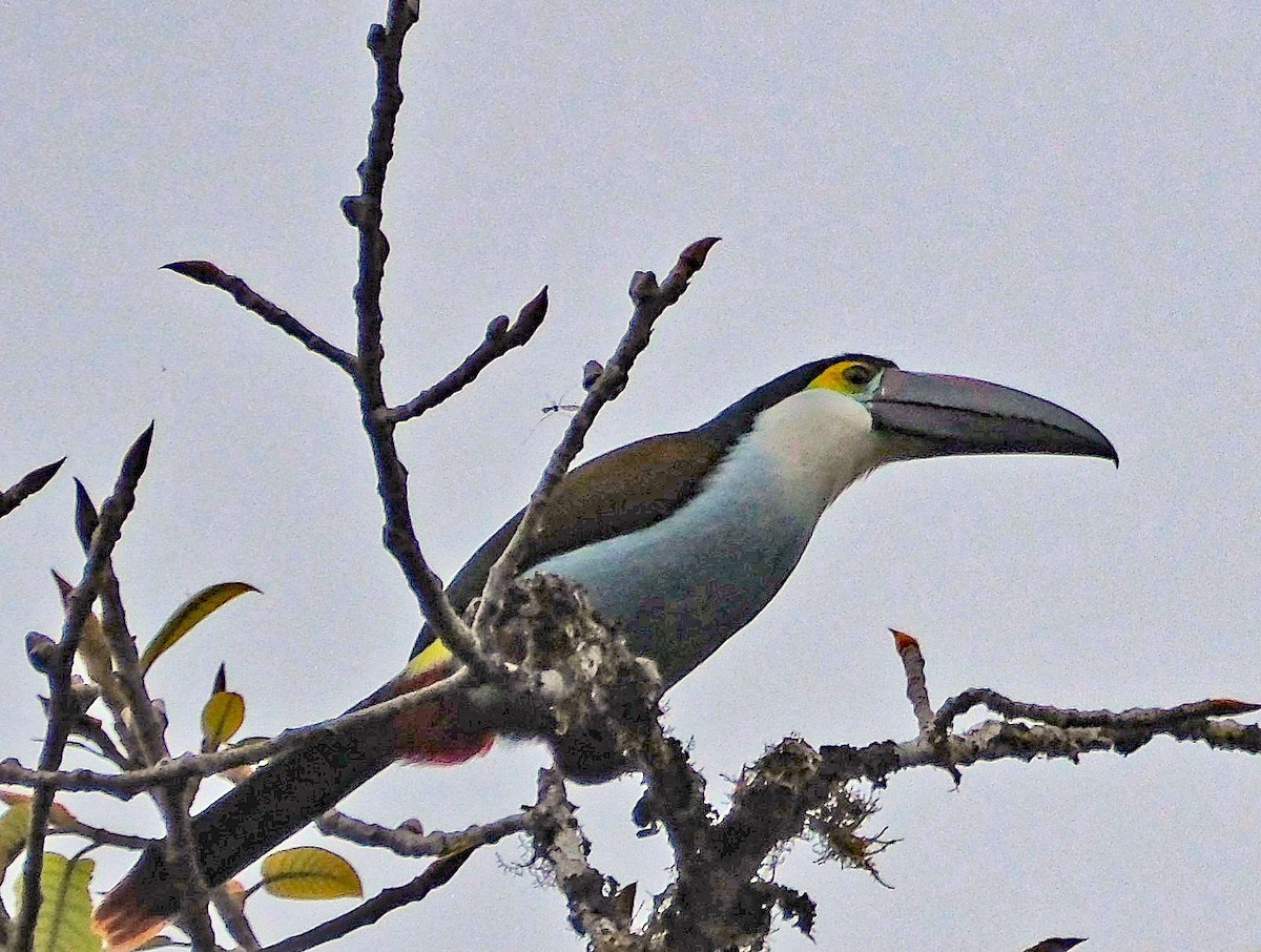 Black-billed Mountain-Toucan - ML644092027
