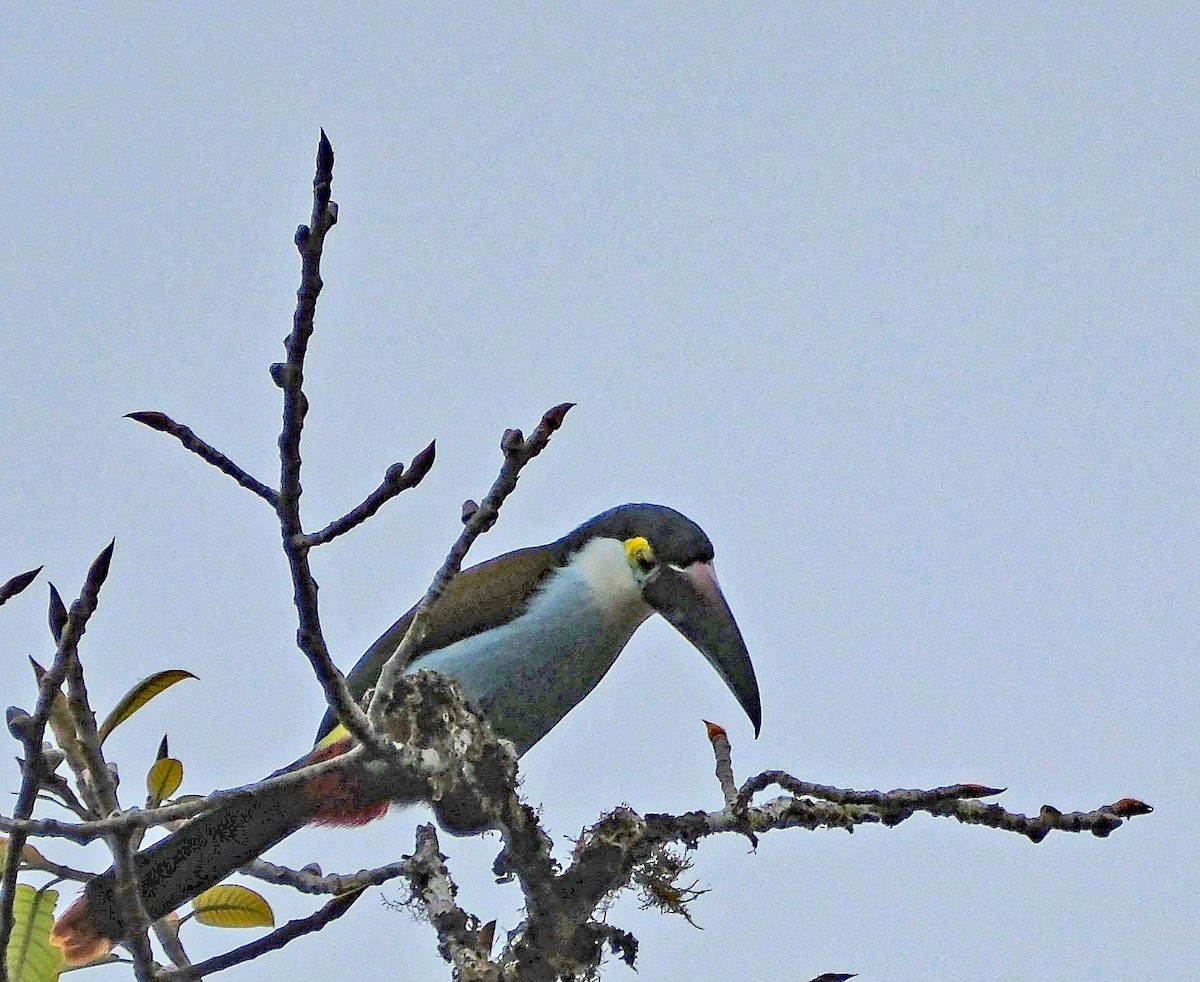 Black-billed Mountain-Toucan - ML644092028