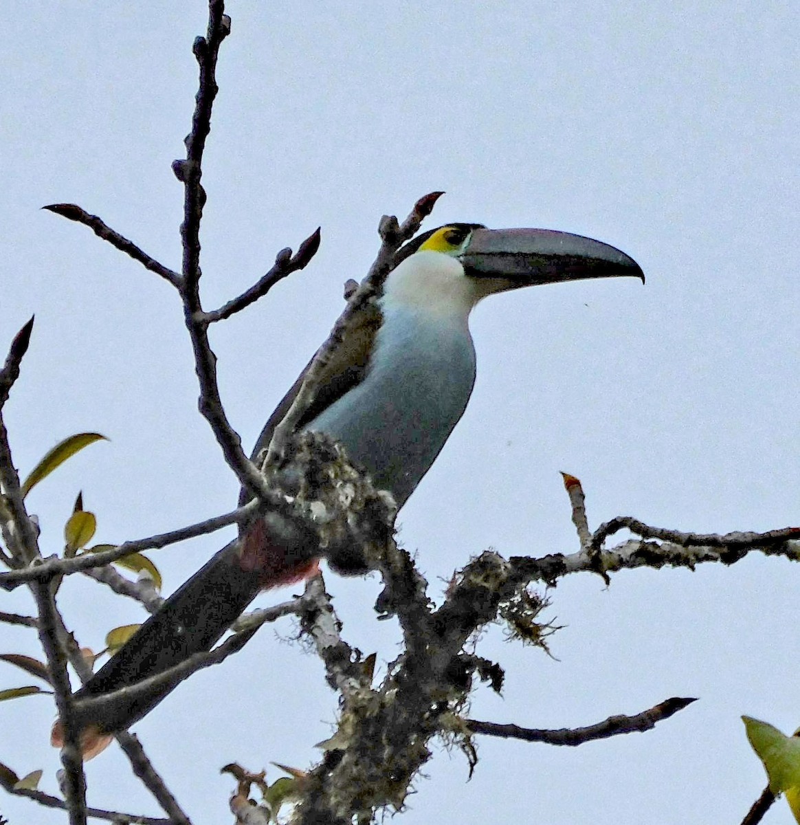 Black-billed Mountain-Toucan - ML644092029