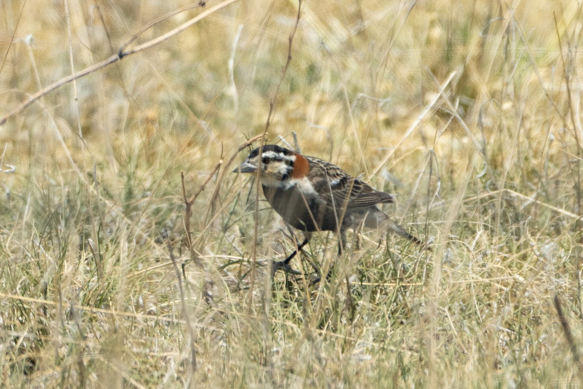 Chestnut-collared Longspur - ML644092030