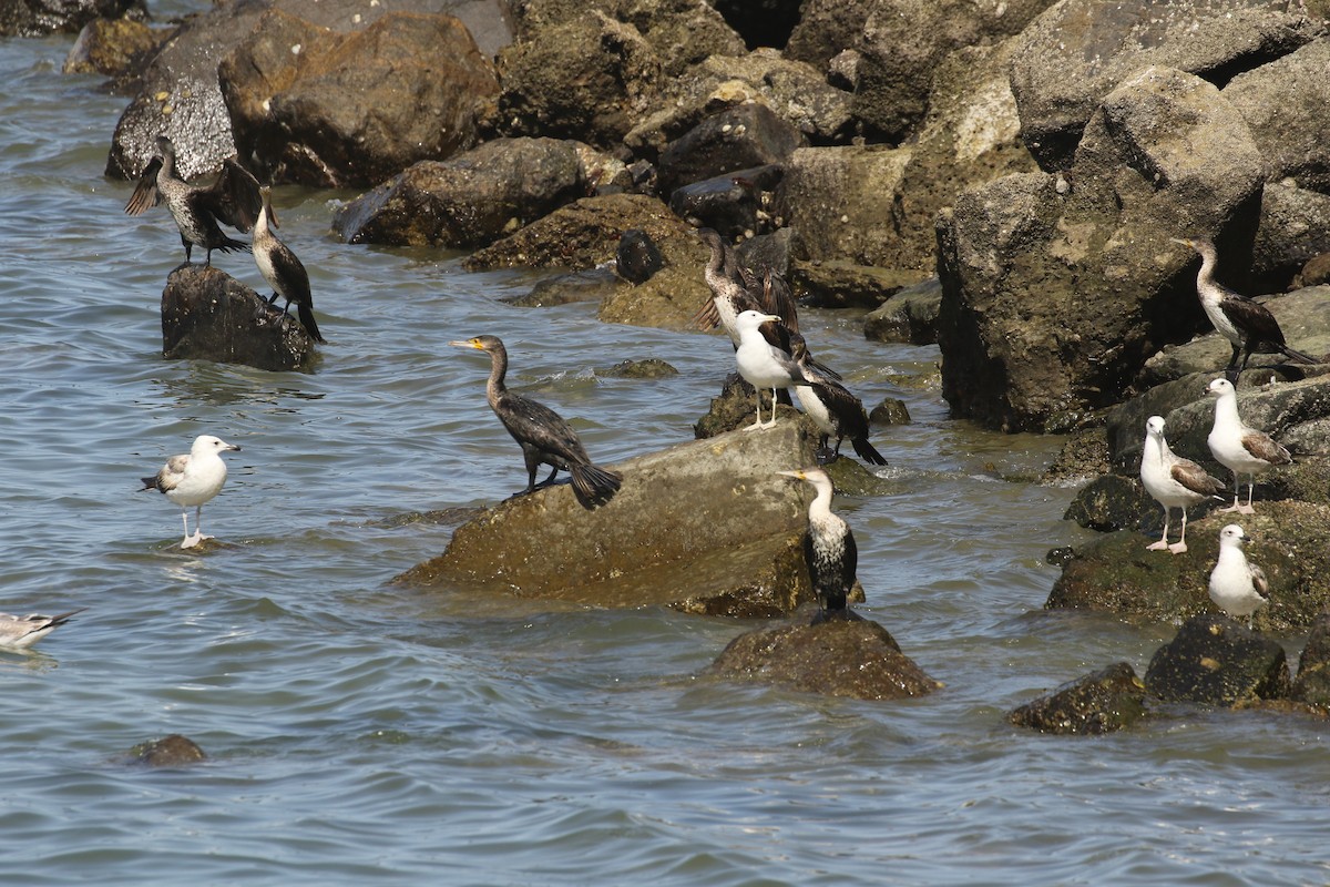 Great Cormorant - ML644092036