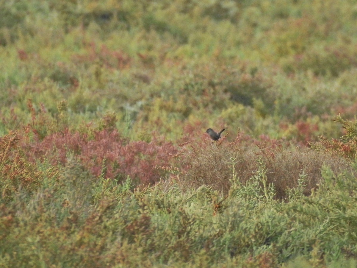 Magnanina comune - ML644092041