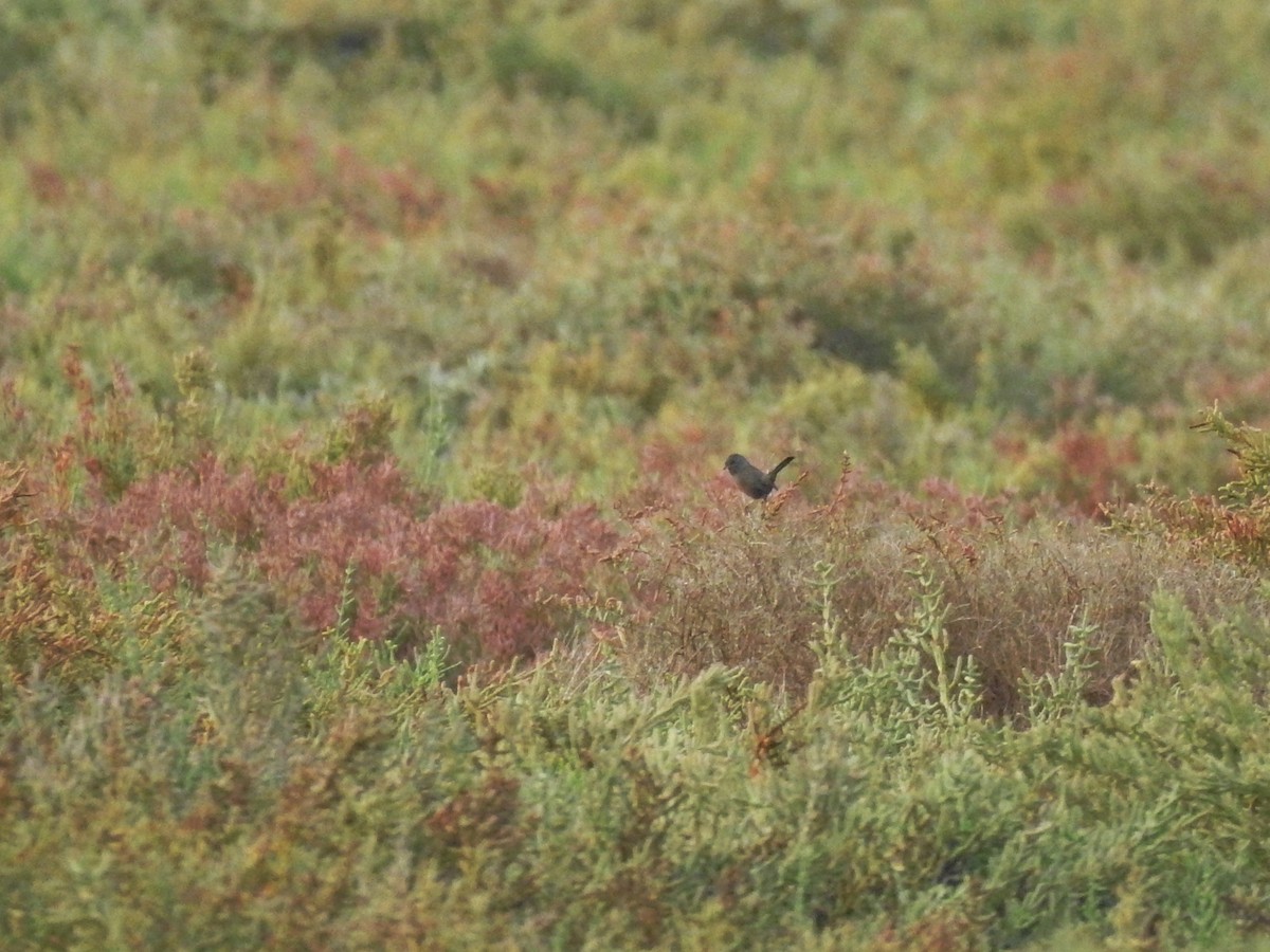 Magnanina comune - ML644092042