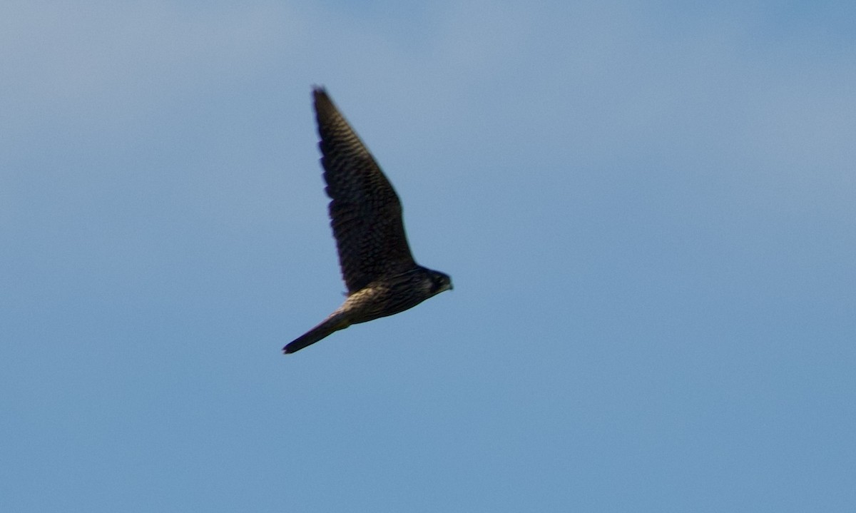 Peregrine Falcon - ML644092044