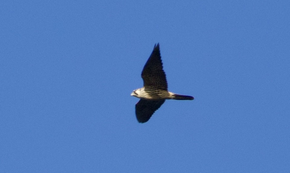 Peregrine Falcon - ML644092045