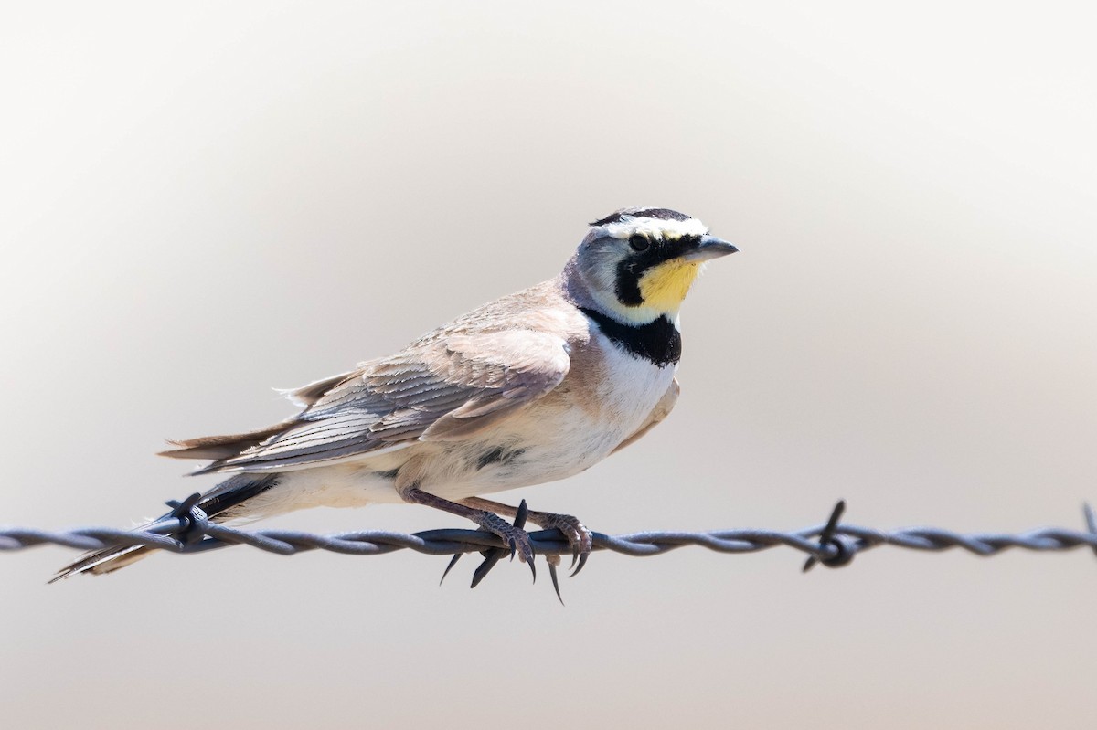 Эвэрт болжмор - ML644092046