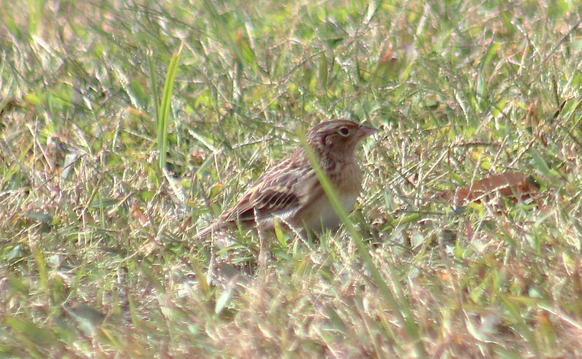 Grasshopper Sparrow - ML644092052