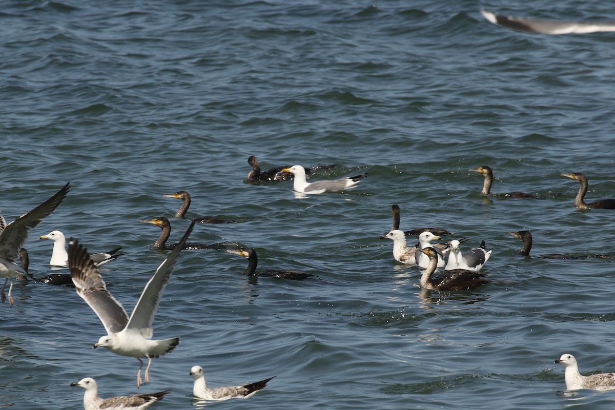 Great Cormorant - ML644092059