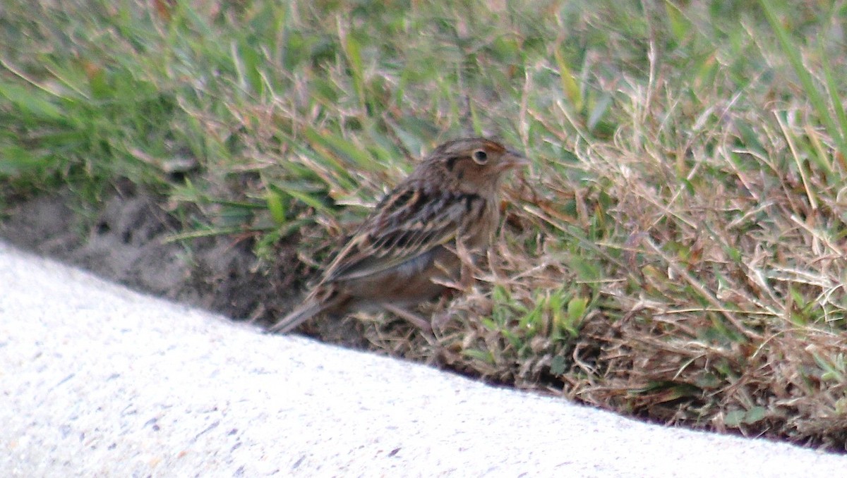 Grasshopper Sparrow - ML644092064
