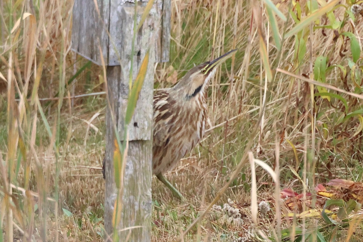American Bittern - ML644092066