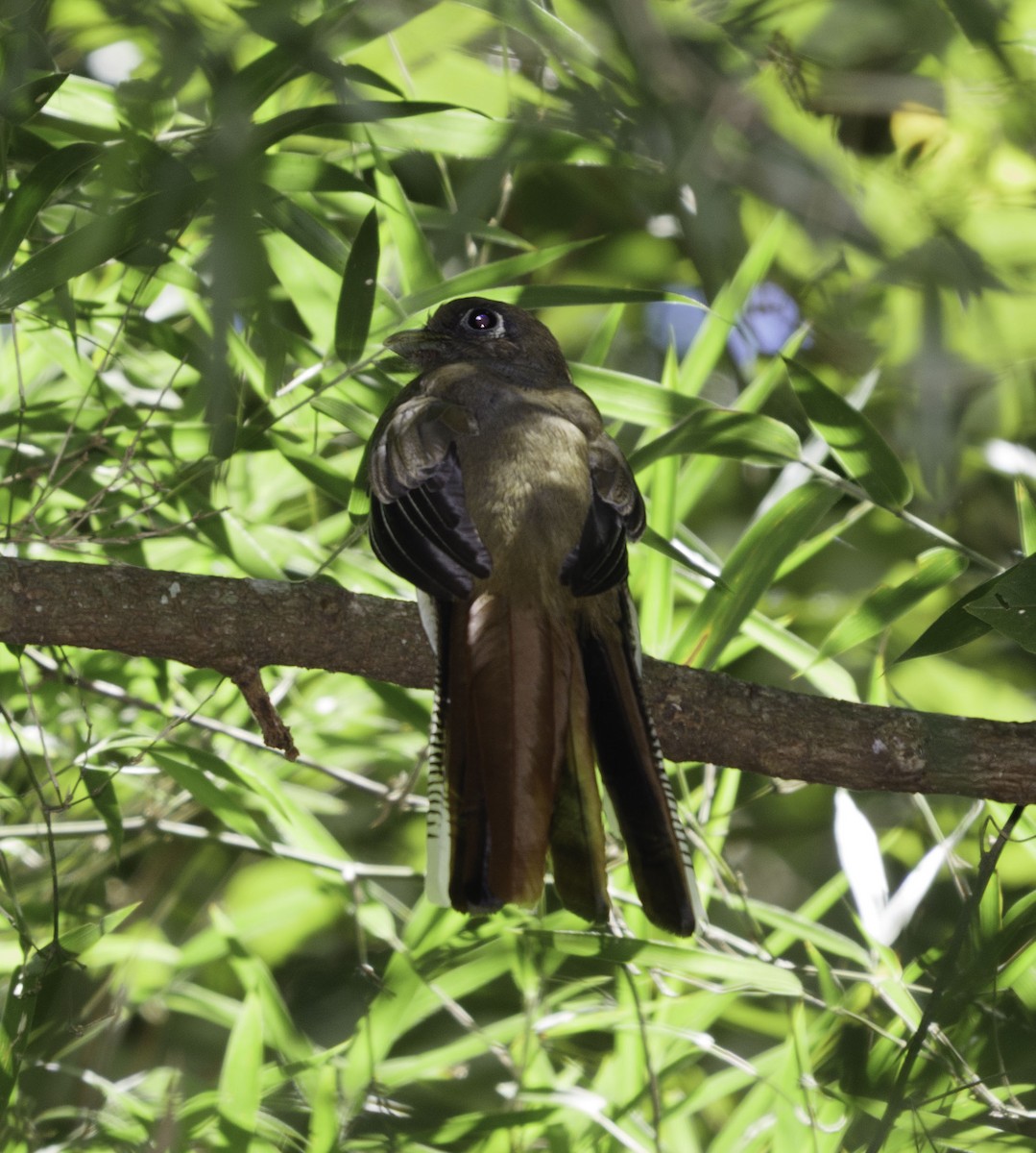 søredeltrogon - ML644092070