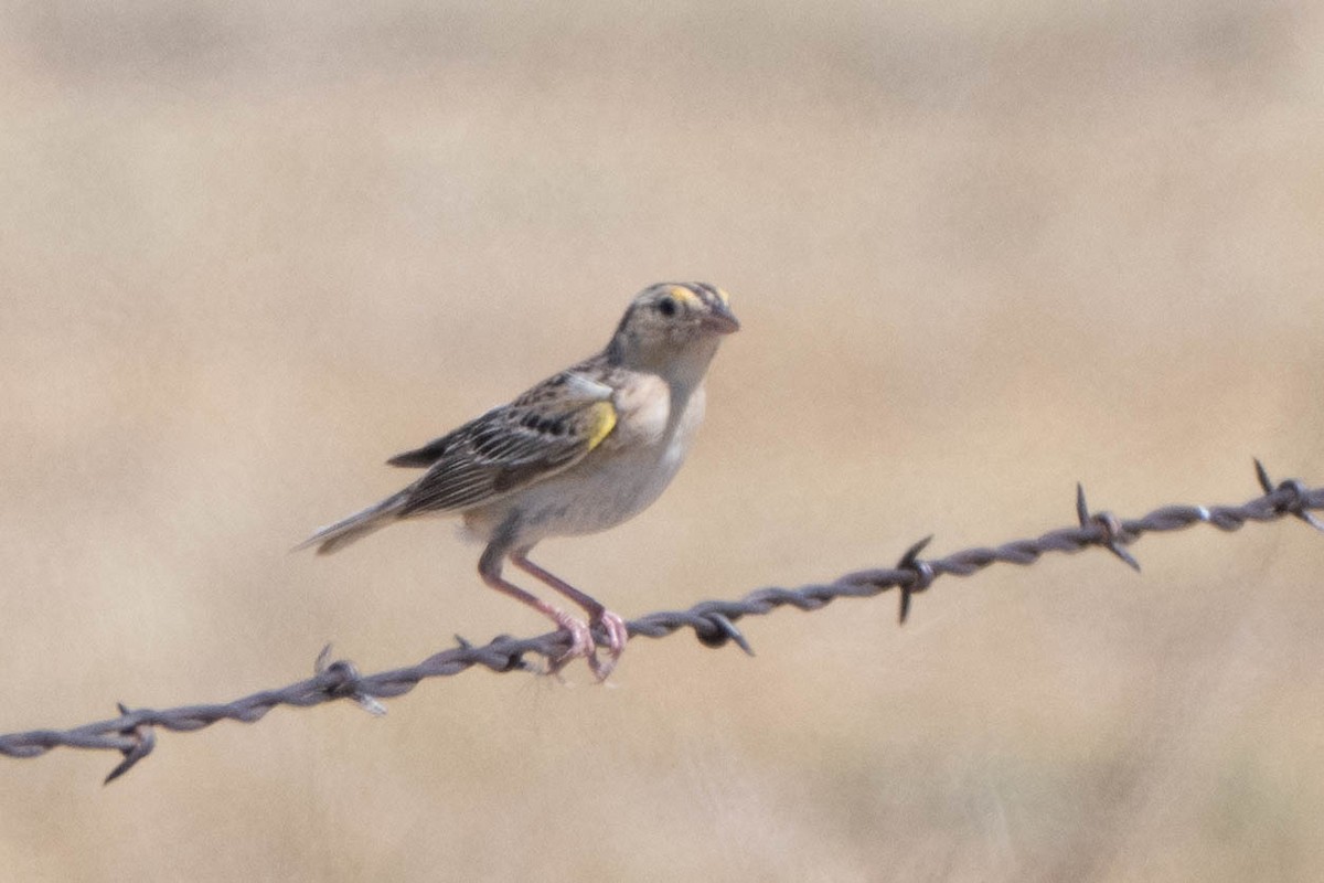 Grasshopper Sparrow - ML644092073