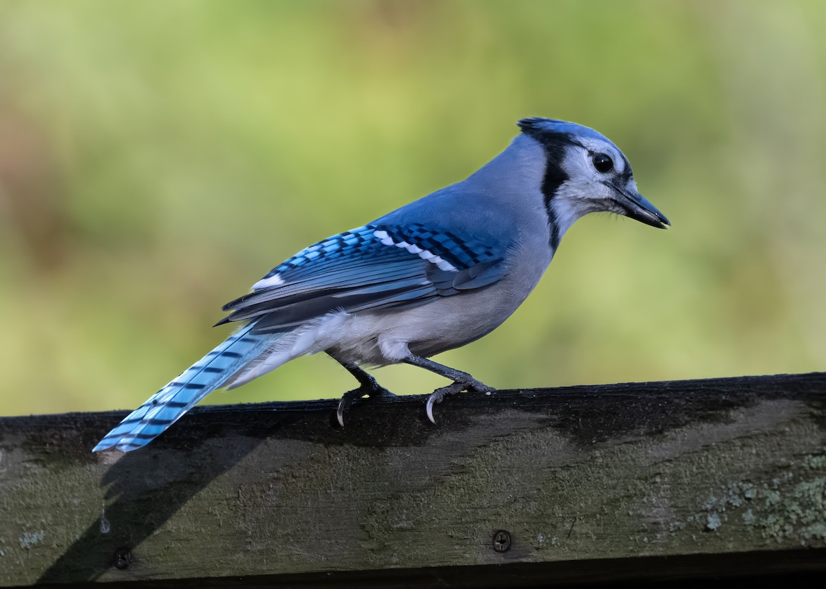Blauhäher - ML644092076