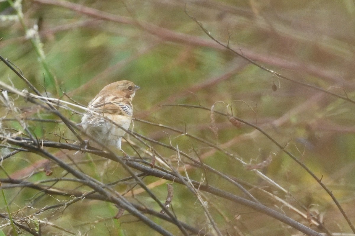 シベリアジュリン - ML644092078