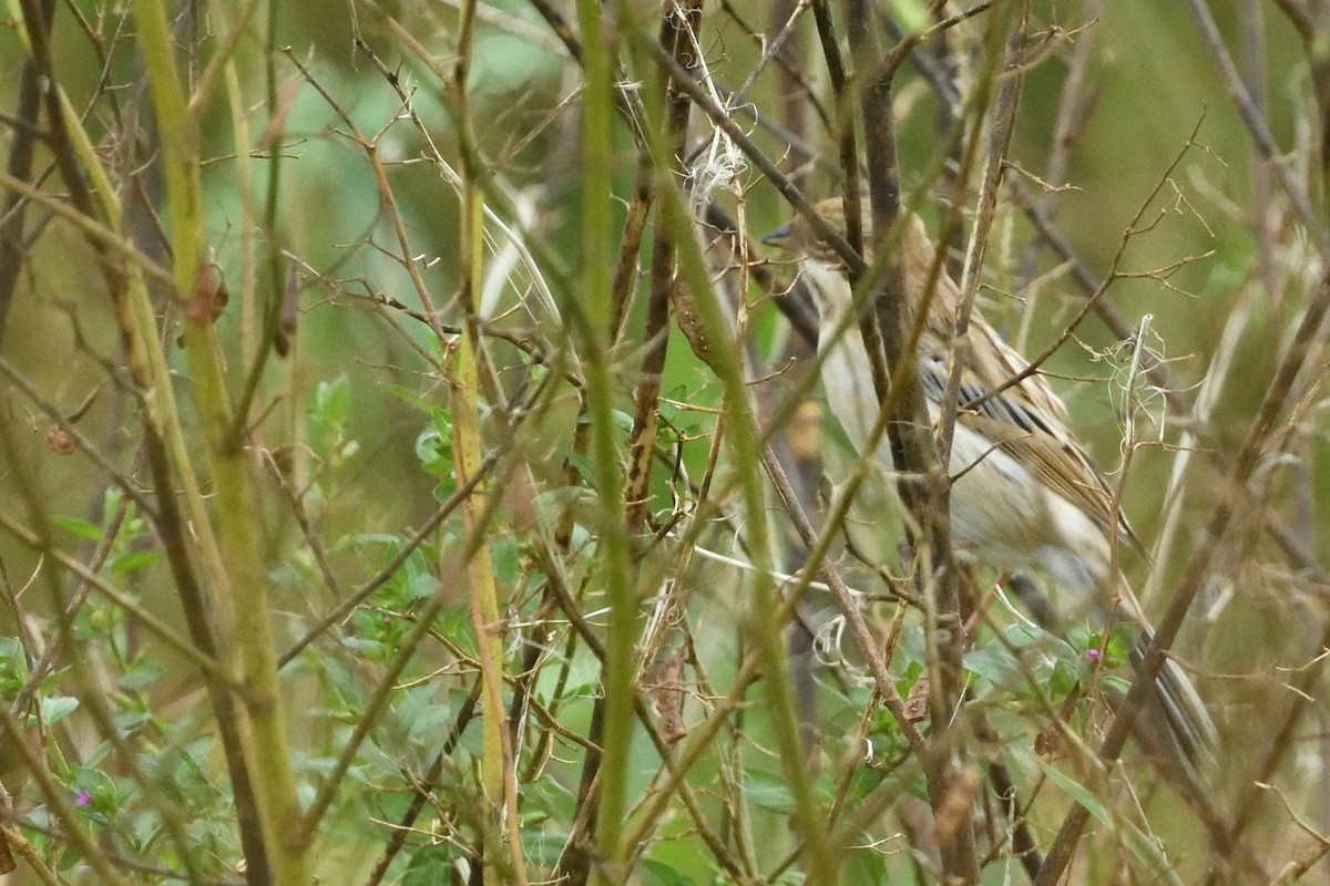 シベリアジュリン - ML644092079